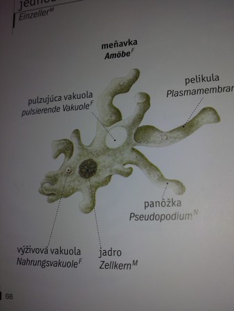 Meňavka